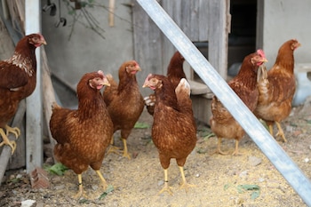 Imagen NSYXUFKIINBHPLQ2F2RDOXECJI