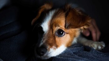 Sus celos están reservados sólo