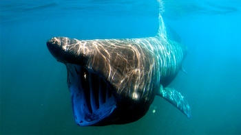 Por primera vez, captan en