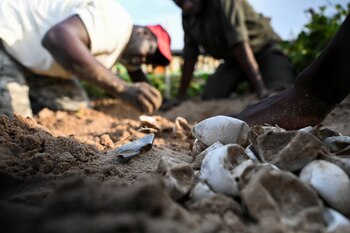 La actividad humana es una de las principales amenazas para la especie. (Imagen ilustrativa/REUTERS/Cooper Inveen)