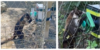 Dos tomas de un mamífero pequeño de pelaje marrón apoyado sobre una valla de red metálica junto a un aparato verde y cuadrado
