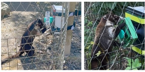 La investigación con la Universidad Northeastern busca estimular comportamientos naturales en animales de zoológicos estadounidenses mediante dispositivos tecnológicos (Gentileza, estudio Engañados: Diseño y evaluación de un rompecabezas interactivo modular para el enriquecimiento cognitivo de los animales de zoológico, publicado en ACM Digital Library)