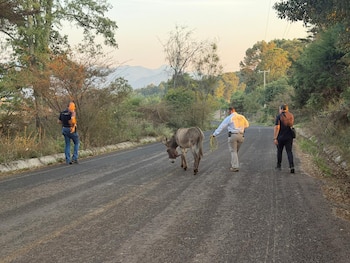 El burro era víctima de maltrato animal Foto: Fiscalía Michoacán