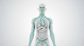 El sistema nervioso parasimpático se