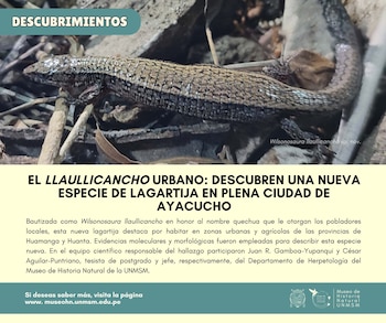 Una pequeña lagartija de cuerpo esbelto y coloración marrón grisácea con una banda dorsal crema y negra, posada sobre tierra y pequeñas ramas
