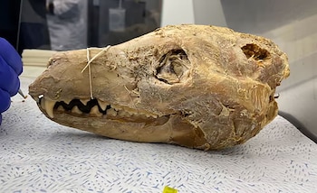 Restos del tigre de Tasmania