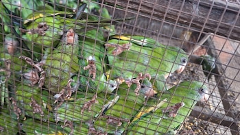 Rescatan cerca de 500 aves