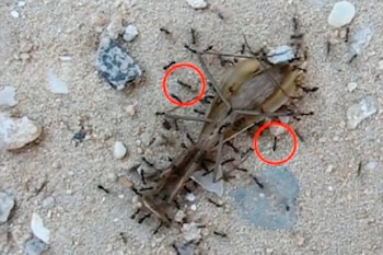 Investigadores descubren que las hormigas