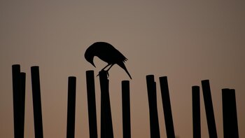 Más de 200 ciudadanos grabarán el comportamiento de los animales durante el Trío de Eclipses en España