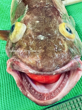 Fedortsov resalta la diversidad de