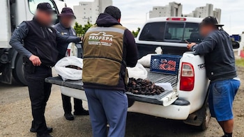 Profepa asegura más de 21