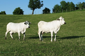 Vacas de la raza Bianca Modenese