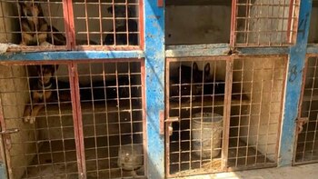 Activistas encuentran perrera clandestina en