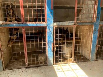 Activistas lograron captar a varios