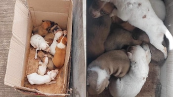 Unos ciclistas se llevaron una