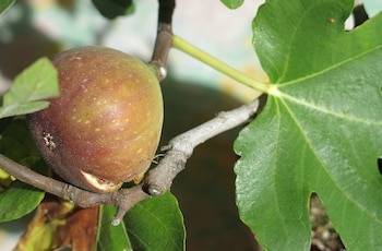 El fruto del higo, cuando