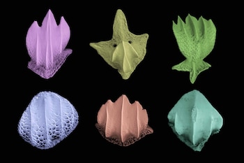 Seis dentículos dérmicos de tiburón de diferentes formas y colores: púrpura, verde claro, verde oscuro, azul, naranja y cian, sobre fondo negro