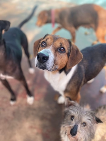 Boku, el perro que demostró