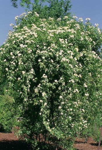 Los Rosales trepadores requieren al