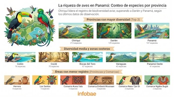 Infográfico de aves en Panamá. Ilustraciones de pájaros y paisajes con el mapa del país, detallando el conteo de especies por provincia y comarca.