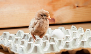 (Foto: proporcionada por Igualdad Animal)