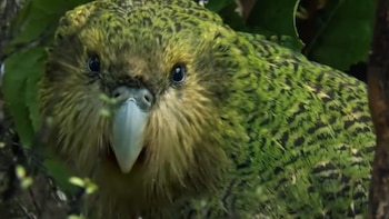 La historia viral del kakapo: