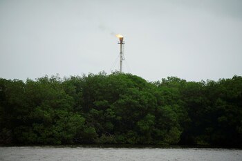 Manglares en México- (Foto: Reuters)