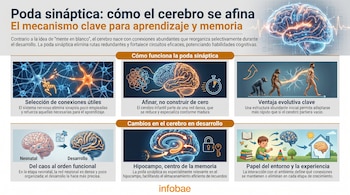Infografía sobre poda sináptica. Presenta ilustraciones de cerebros, neuronas, el desarrollo cerebral desde el nacimiento y la evolución humana.