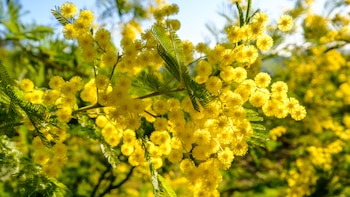 Empieza la floración de la