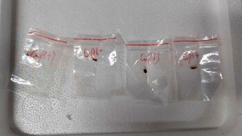 Dos científicos chinos fueron acusados