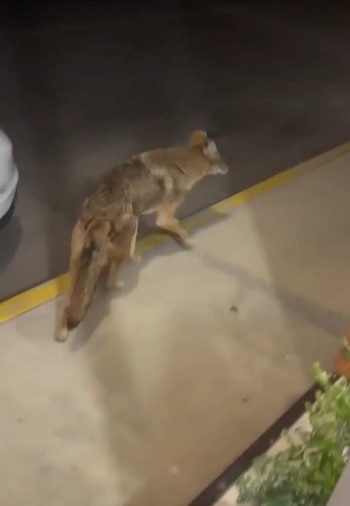 Vecinos reportaron que el animal