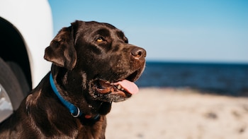 Una experta explica cómo funcionan los golpes de calor en los perros: “El animal no suda, jadea”