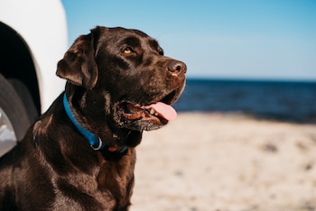 Los golpes de calor pueden afectar también a las mascotas. (Magnific)