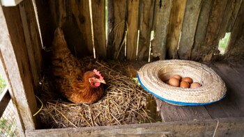 Desde estructuras elevadas en la
