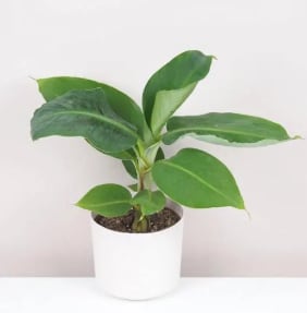 Musa, planta tropical. (Plantizia)
