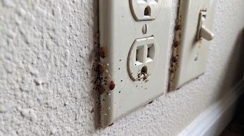 Chinches, huevos y manchas oscuras agrupados en el borde de un tomacorriente de plástico y un interruptor de luz en una pared blanca.