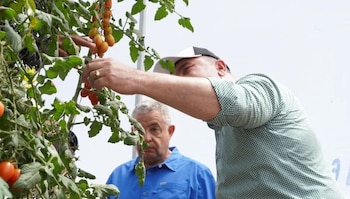 La provincia de San Juan se consolidó como epicentro de la producción y exportación de tomate cherry bajo invernadero en República Dominicana. (Cortesía: Ministro de Agricultura de República Dominicana)