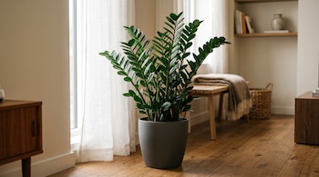 Una planta de zamioculca en maceta gris sobre un piso de madera junto a una ventana con cortinas blancas en una habitación clara.