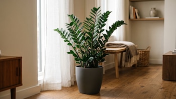 Zamioculca: la planta resistente para departamentos con poca luz