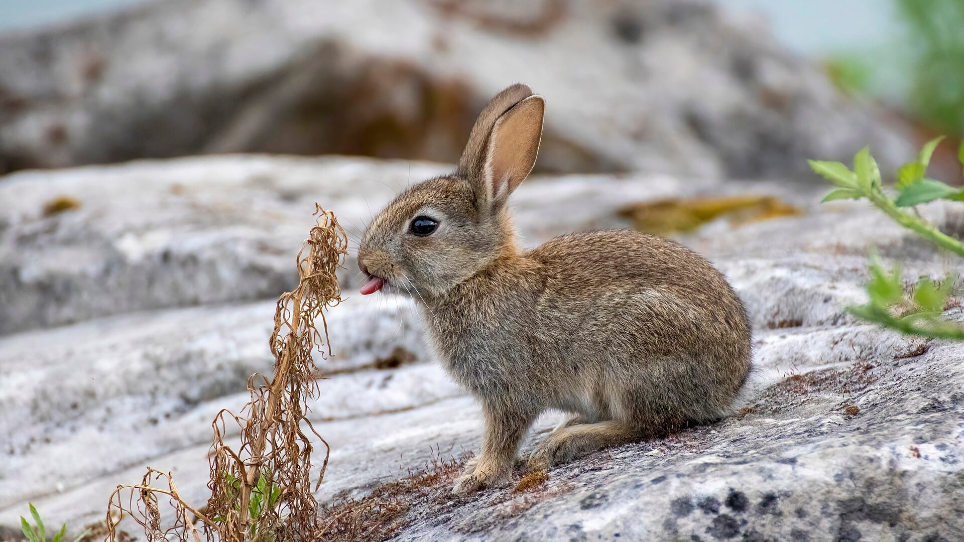 Ejemplar de conejo. (Alexis Lours/Wikimedia Commons)