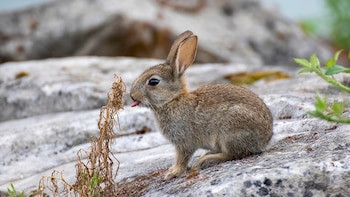 En la Península Ibérica hay dos especies de conejo, no una como se pensaba hasta ahora: han evolucionado por separado durante dos millones de años