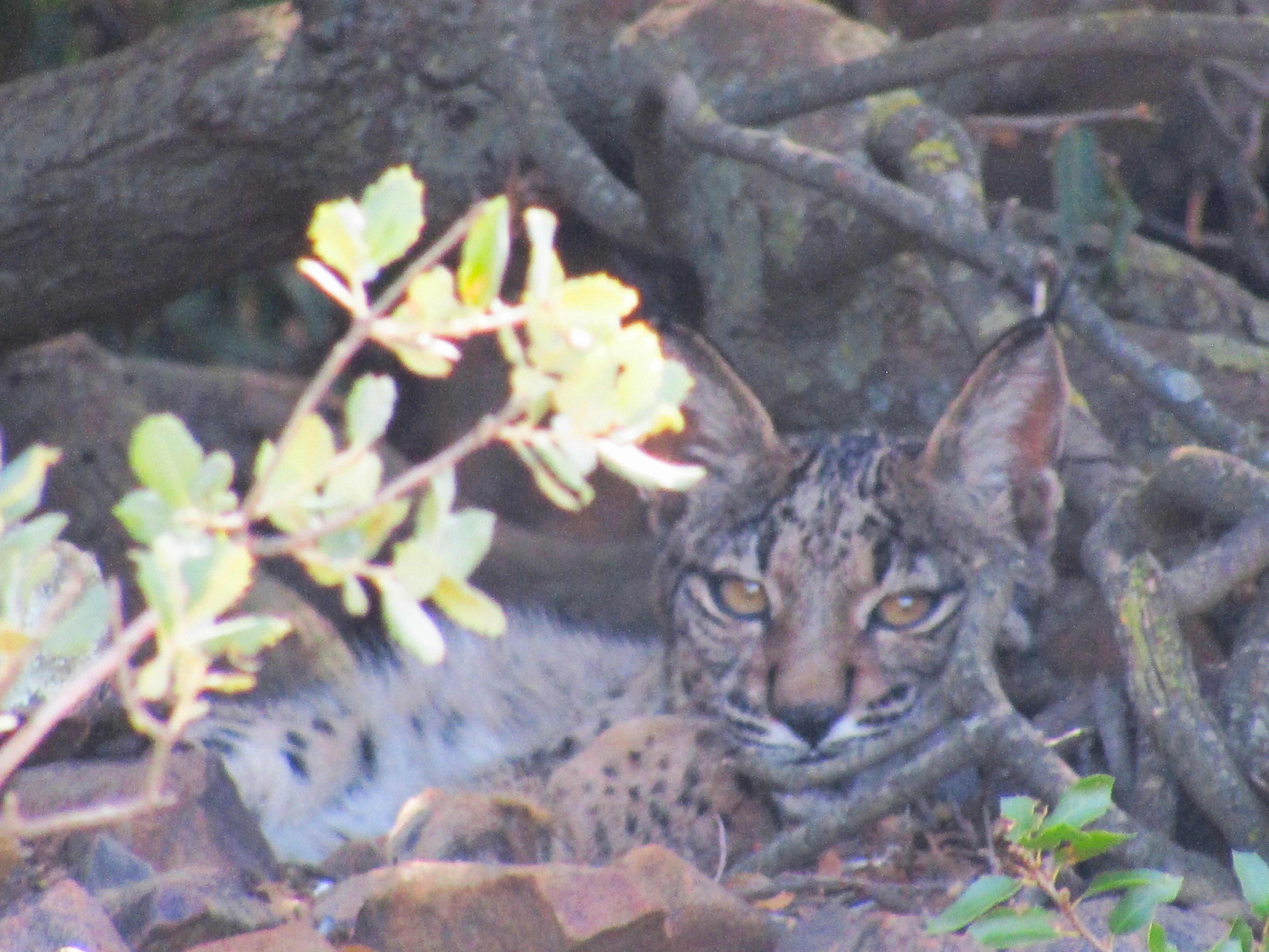 Lince ibérico. (Marta Sierra/Infobae España)
