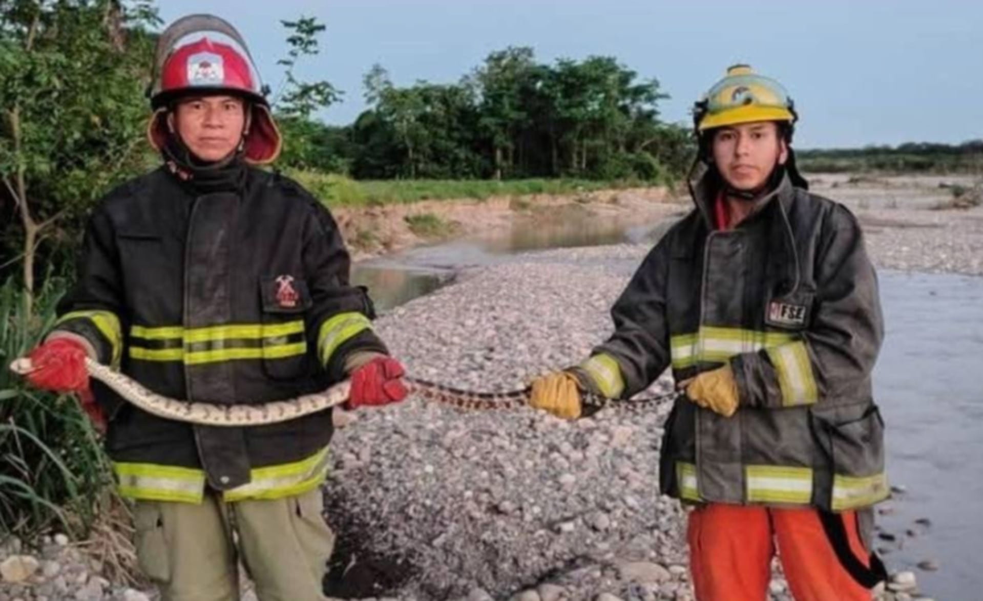 La serpiente fue rescatada por los Bomberos Voluntarios de Orán (El Tribuno)