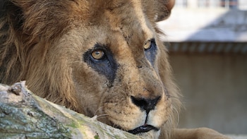 Djibo pasó 14 años en un santuario de Francia, tras ser rescatado de un circo. (Tonga Terre d'Accueil/Facebook)