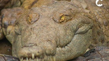 Universidad Nacional de Villavicencio denunció canibalismo entre los caimanes llaneros: “Se están comiendo entre ellos por falta de alimento”