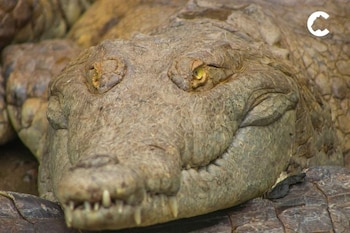 Cerca de 500 caimanes llaneros están sufriendo hambre en la Estación de Biología Tropical Roberto Franco, la Universidad de los Llanos y Merecure por falta de recursos económicos - crédito Cormacarena
