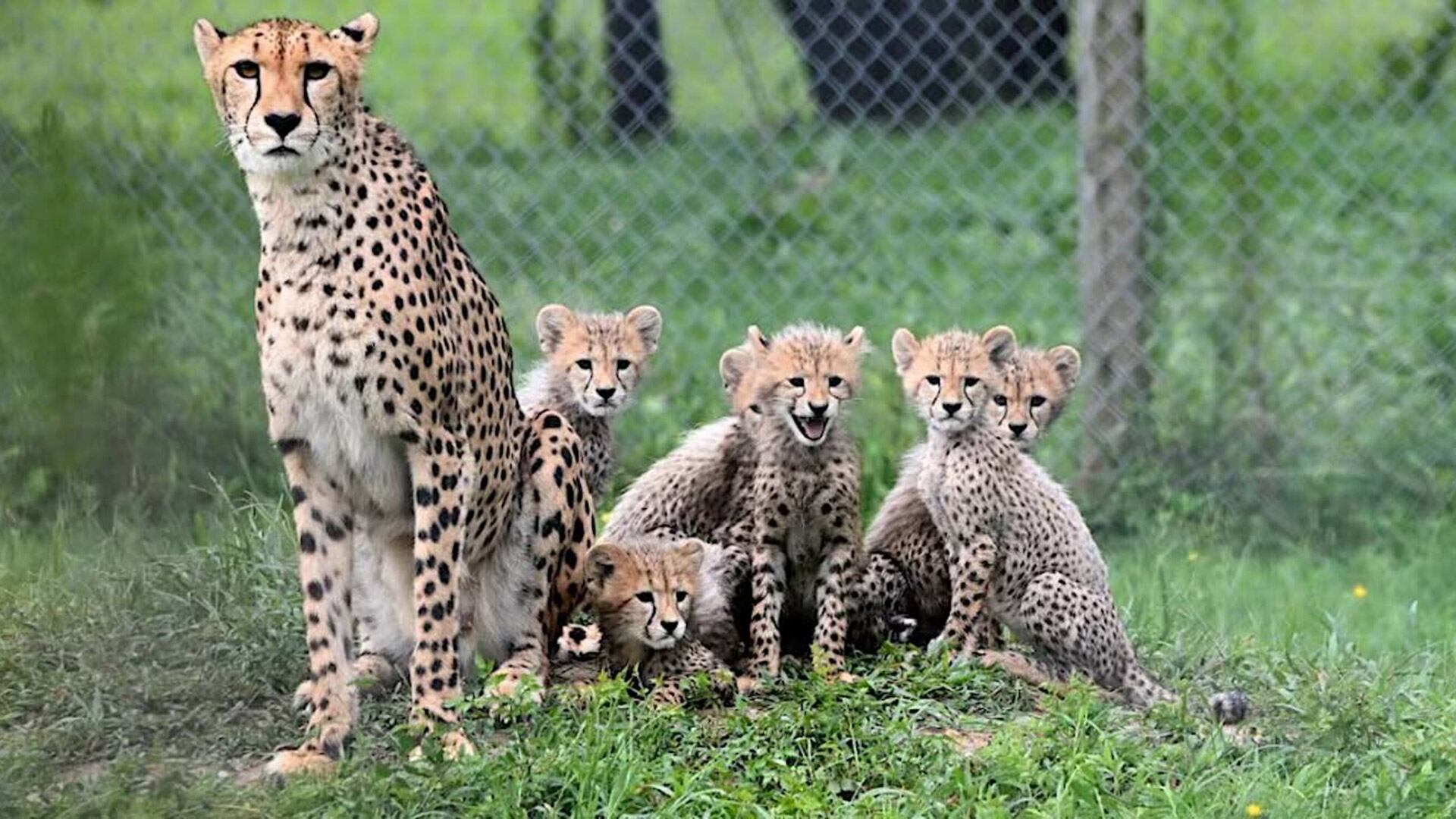 El nacimiento de seis crías de guepardo en el Zoológico de Richmond refuerza su programa de conservación