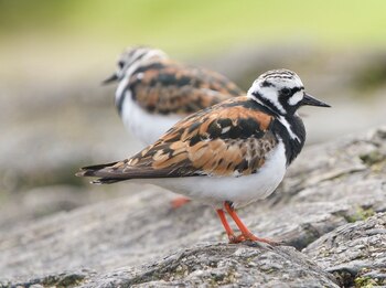 El evento permitirá hacer avistamiento