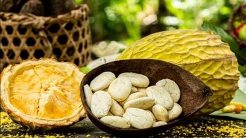 La versatilidad del macambo lo