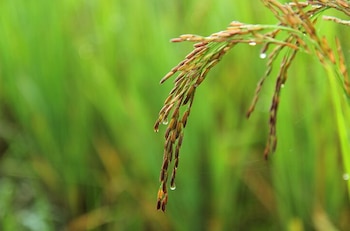 Investigadores internacionales comprobaron que dos